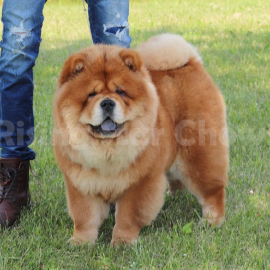 CH Rising Star Prada