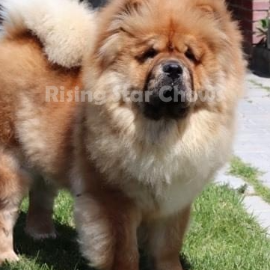 CH GCH Cross B Calvin