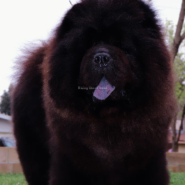 CH Cross B Darkest Before Dawn